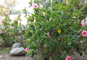 替代文字
