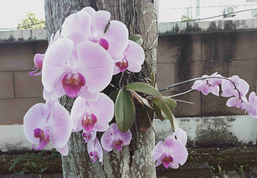 蘭花 (8)