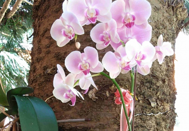 替代文字