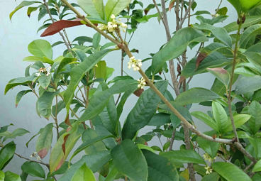 替代文字
