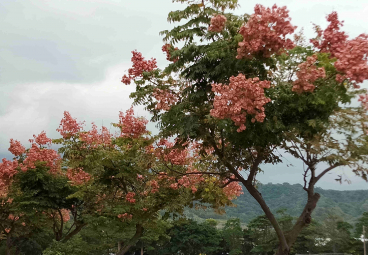 台灣欒木 (3)